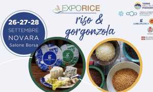 exporice gorgonzola 25