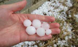 grandine repertorio copia