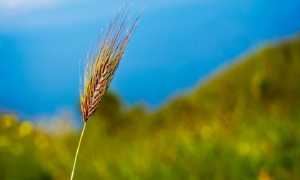 Agricoltura Spiga