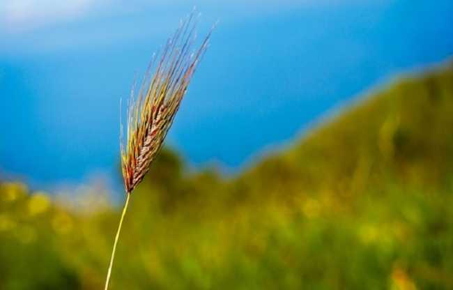 Agricoltura Spiga