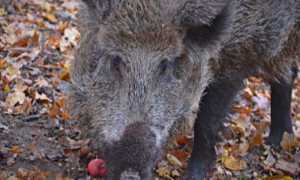 Cinghiale