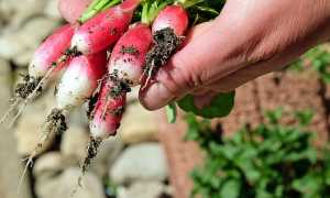 Coltivazione orto coltivare