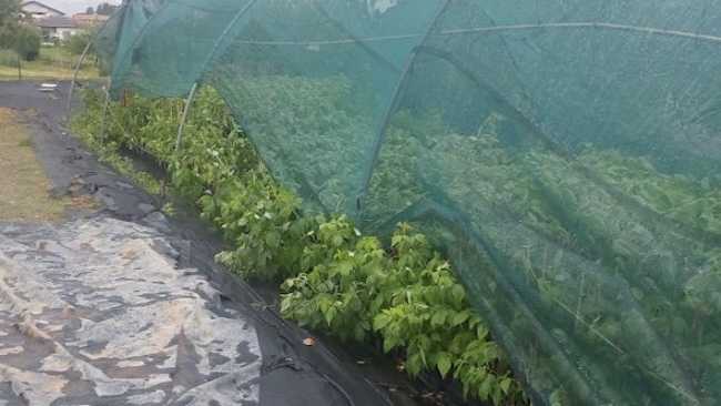 Danni Gattico Veruno lug 24