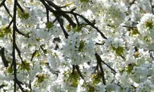 Fiori ciliegio primavera albero