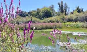 Foto Palude Casalbeltrame 5