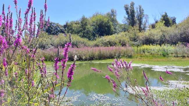 Foto Palude Casalbeltrame 5