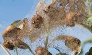 Ifantria larve ago 25