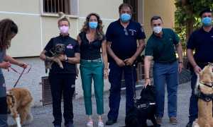 Novara al Sacro Cuore lezioni con i cani di Gogodogs