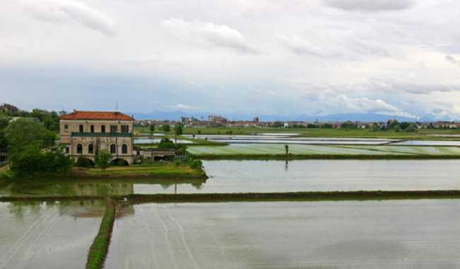 Novara risaie 