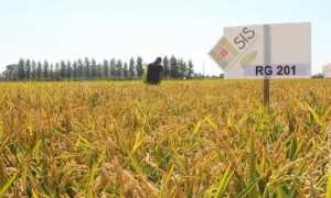 Riso Campi dimostrativi