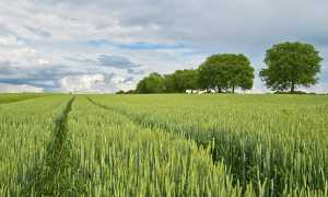 agricoltura campo