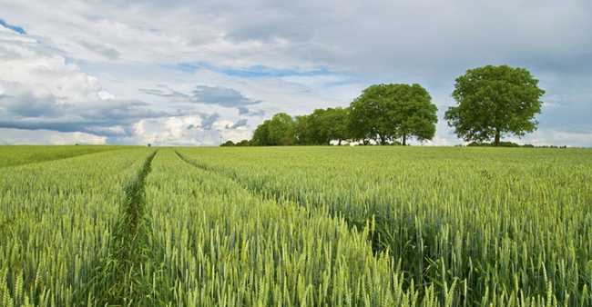 agricoltura campo
