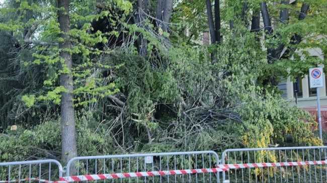 albero caduto 1