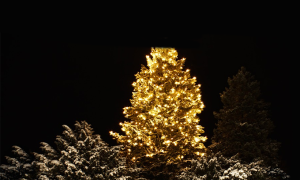 albero