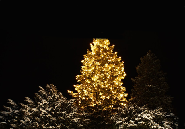 albero