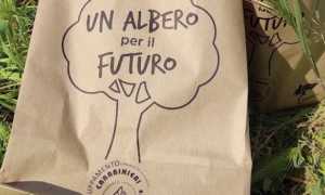 albero per ambiente novara