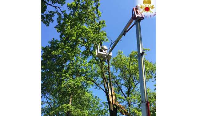 albero scala vigili fuoco