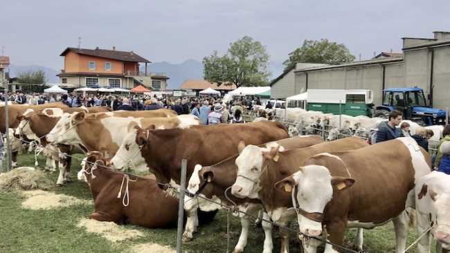 armeno fiera repertorio