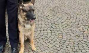 baldo unita cinofila