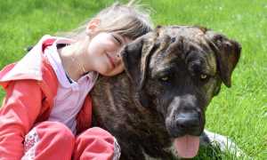 bambina cane