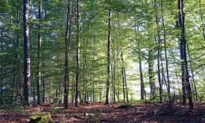 bosco malinconico