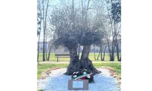 cameri ulivo covid