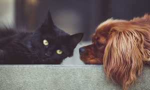 cane e gatto