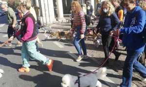 cani passeggio