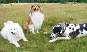 cani prato