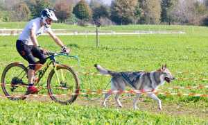 cani sporting 7