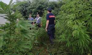 cannabis carpignano