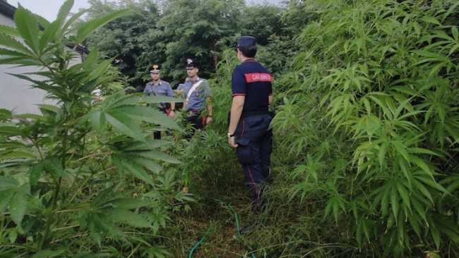 cannabis carpignano