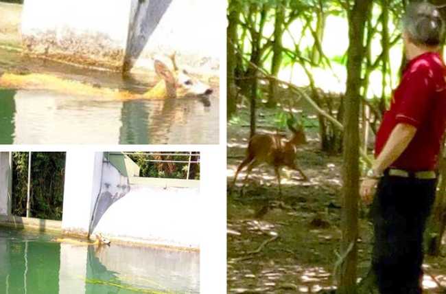 capriolo canale liberato