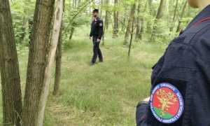 carabinieri forestale verde