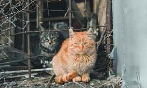 cats 5914853 640