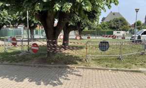 cerano parco albero recinto