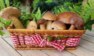 cesto funghi