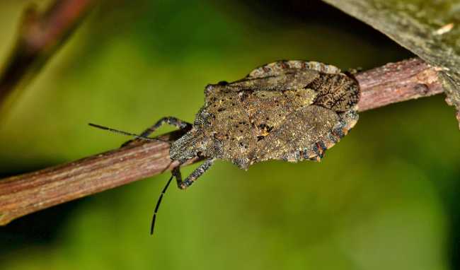cimice asiatica