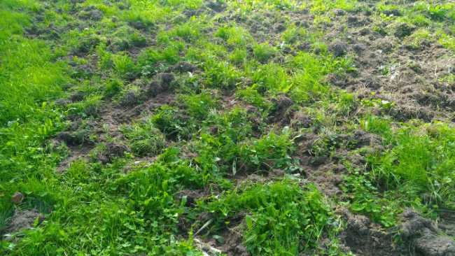 cinghiali Ovest Ticino