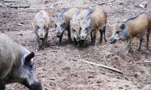 cinghiali brutti gruppo