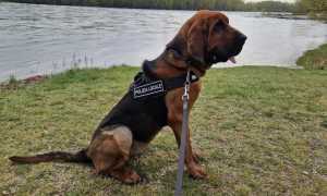 dikra molecolare polizia locale trecate