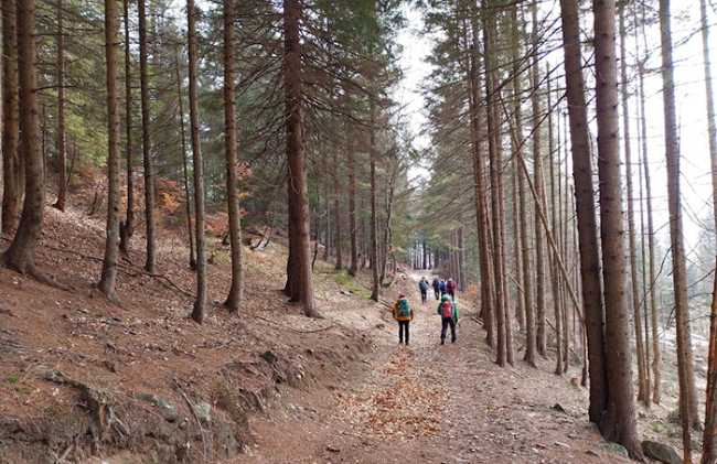 fabbri sentiero bosco pescia