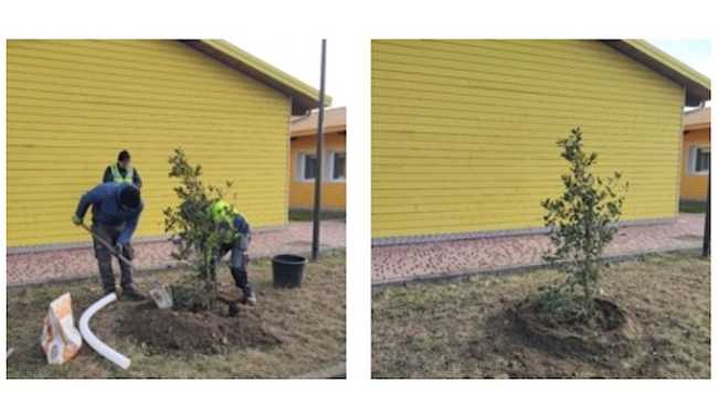 festa albero ic biandrate 25