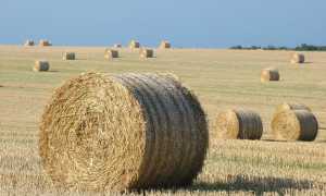 fieno campagna