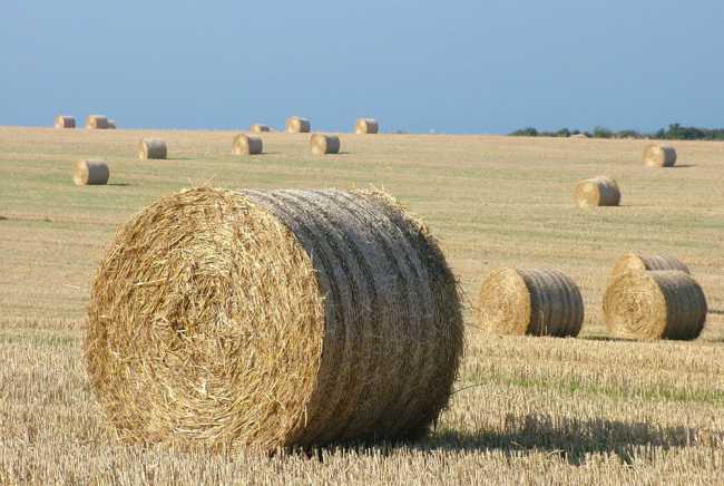 fieno campagna