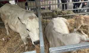 fiera agric ol 1