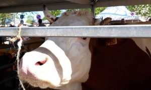 fiera agricola oleggio