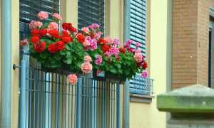 fiori balconi