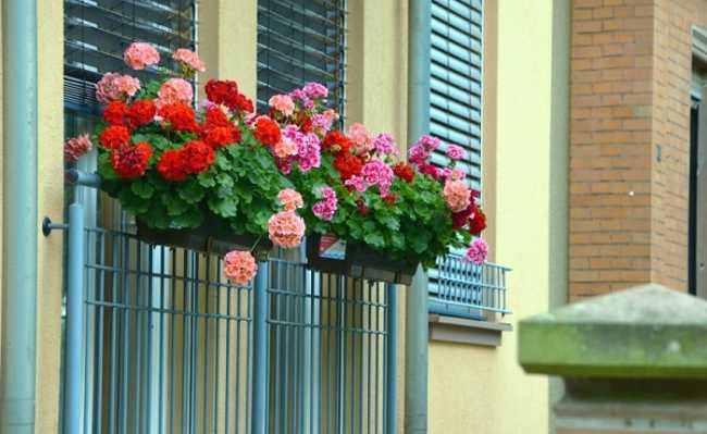fiori balconi