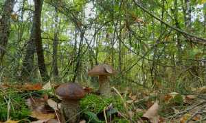 funghi boletus
